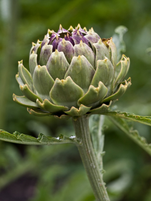 artichoke